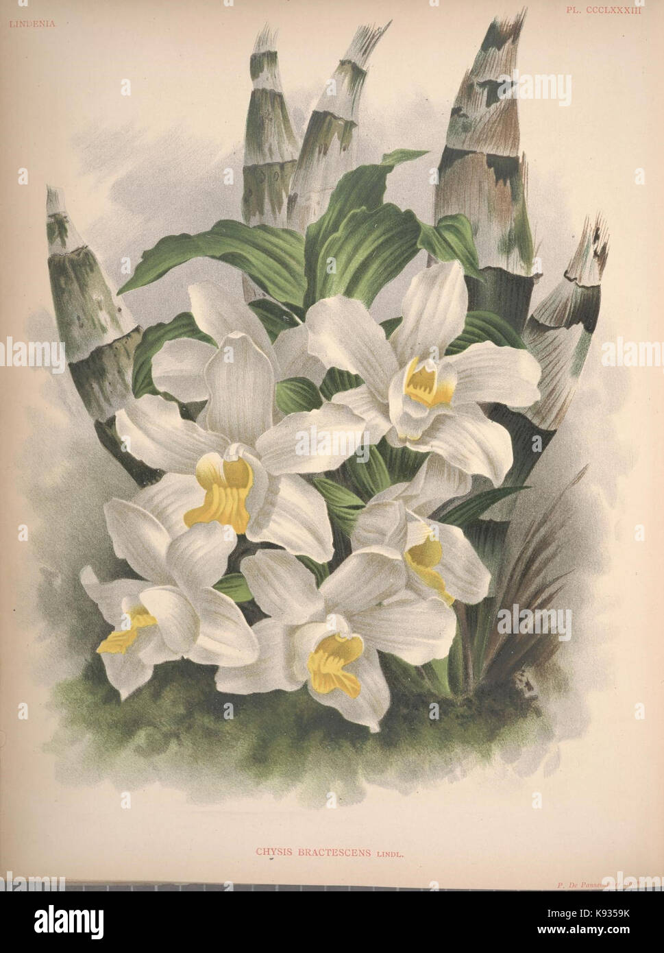 Lindenia Iconographie des orchidées 383 plaque Banque D'Images