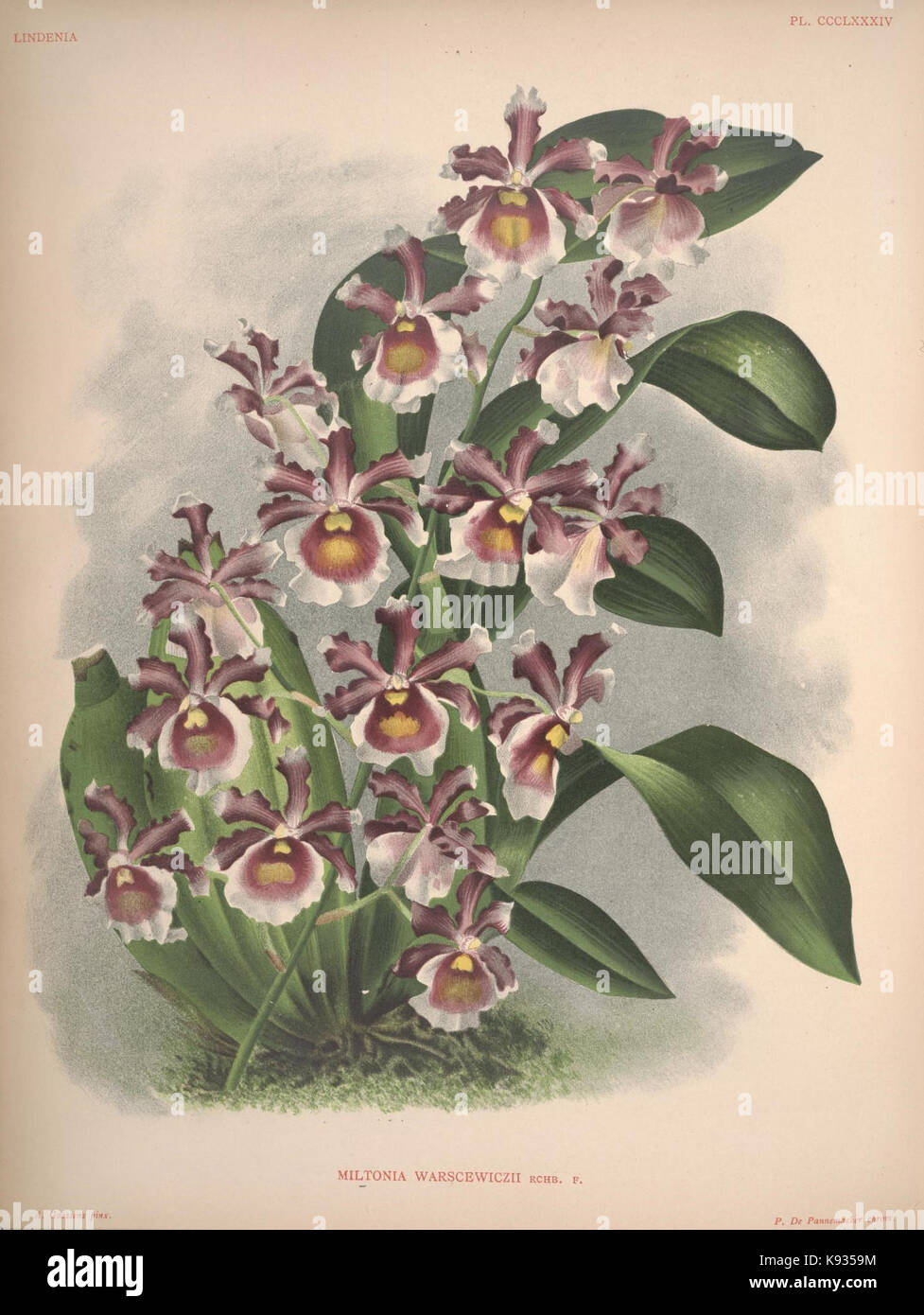Lindenia Iconographie des orchidées 384 plaque Banque D'Images