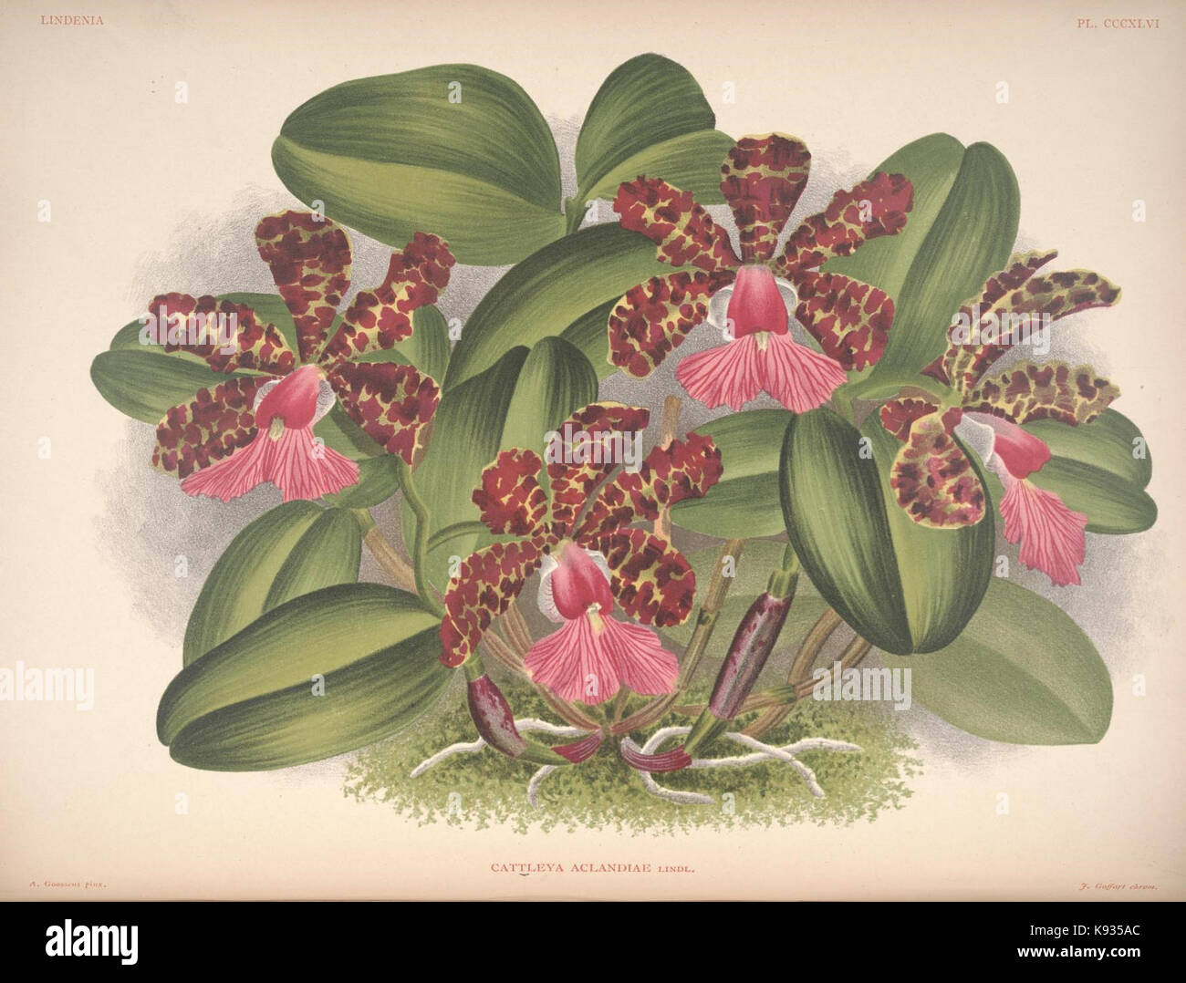 Lindenia Iconographie des orchidées 346 plaque Banque D'Images