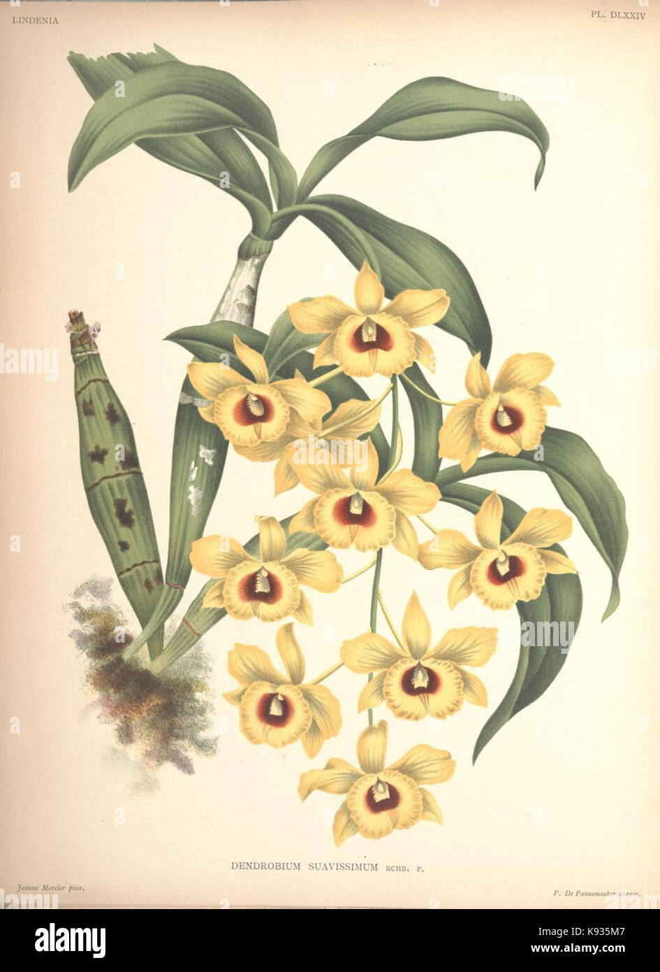Lindenia Iconographie des orchidées 574 plaque Banque D'Images