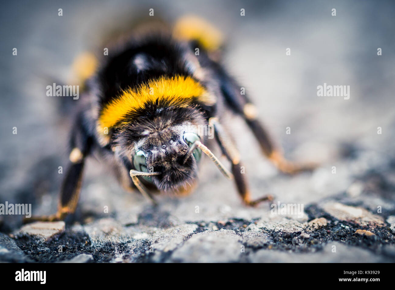 Gros plan macro d'une abeille à une réserve naturelle Banque D'Images