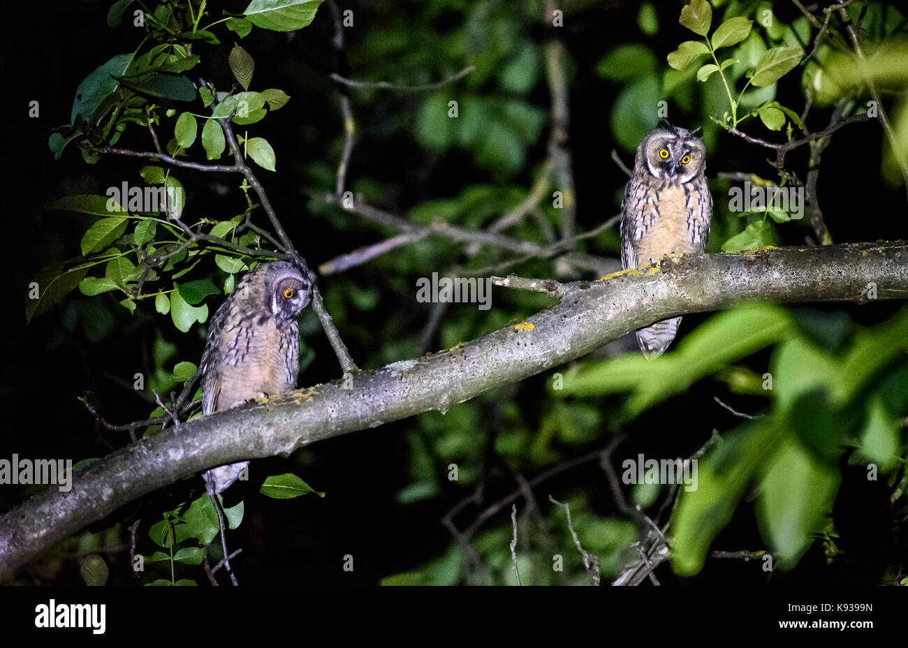 Deux hiboux court ou long assis sur une branche. asio otus asio flammeus ou avec des yeux jaunes assis sur un noyer la nuit en zone urbaine. Banque D'Images