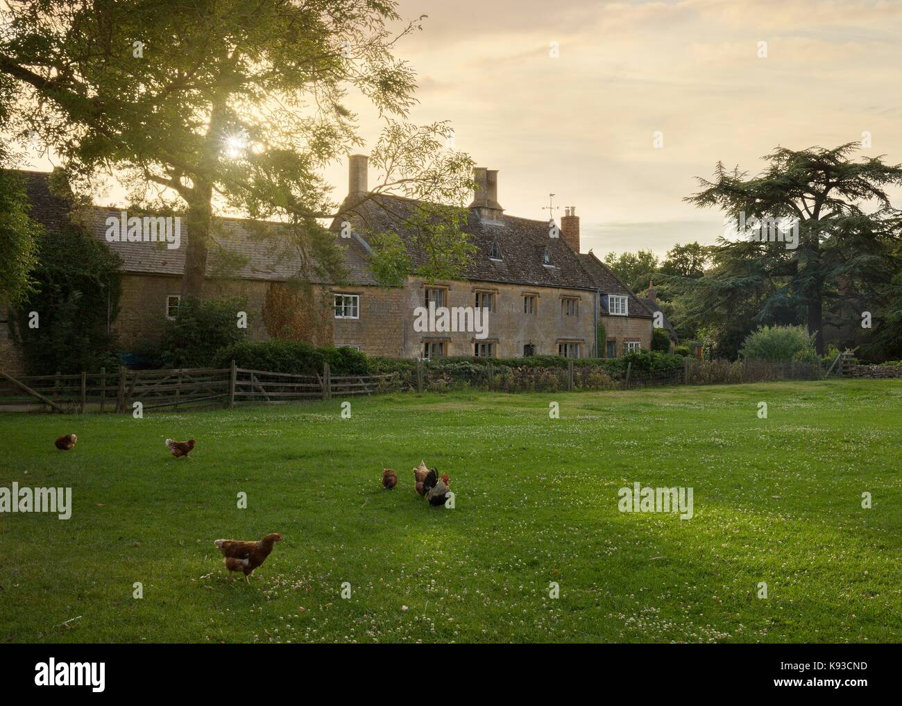 Lever du soleil à hidcote bartrim village avec des poulets, des Cotswolds, Gloucestershire, Angleterre. Banque D'Images