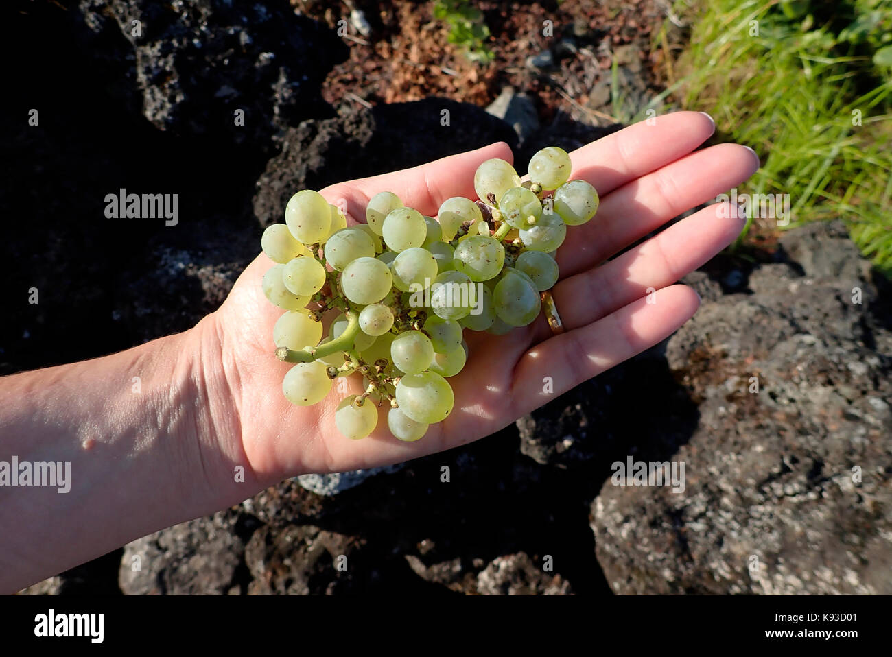 L'île de Pico Açores vignobles Madalena Portugal Europe Banque D'Images