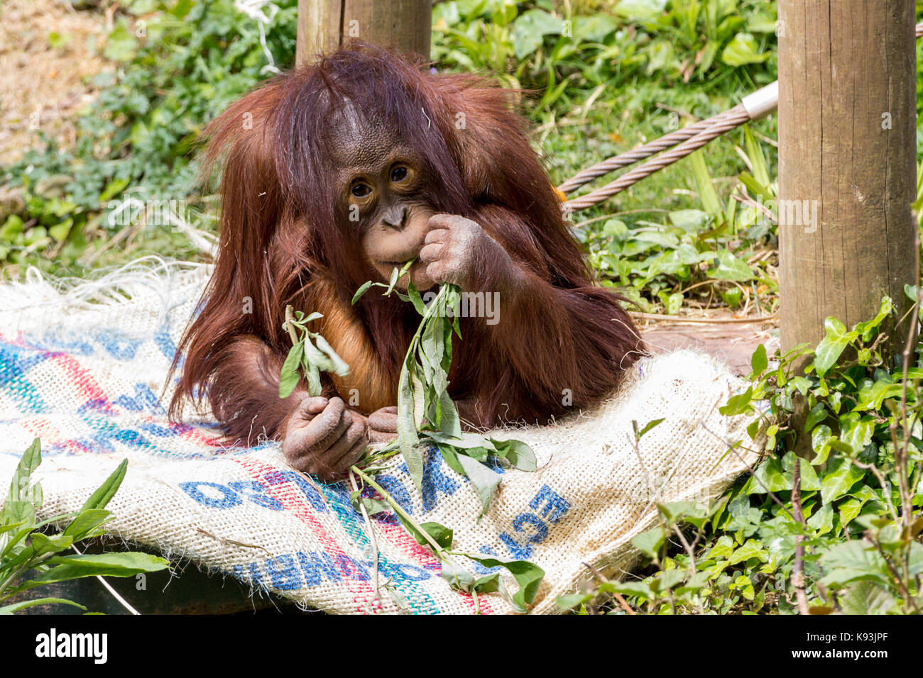 Pongo pygmaeus orang-outan bébé se nourrissant des feuilles assis sur un vieux sac. Ce bébé singe a sa mère à proximité au zoo de Paignton UK. Banque D'Images