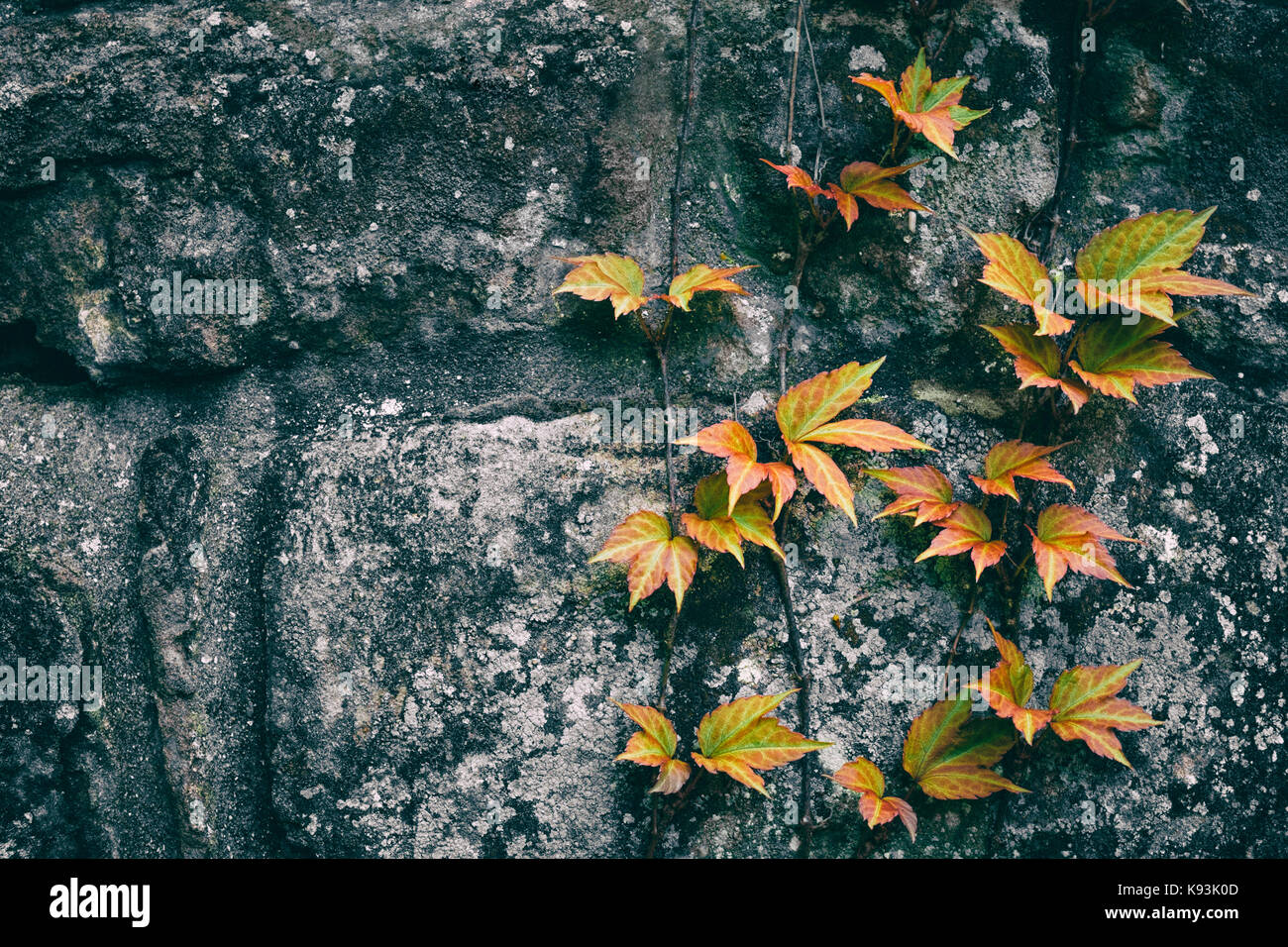 Ivy grandissant d'un mur de pierre. Banque D'Images