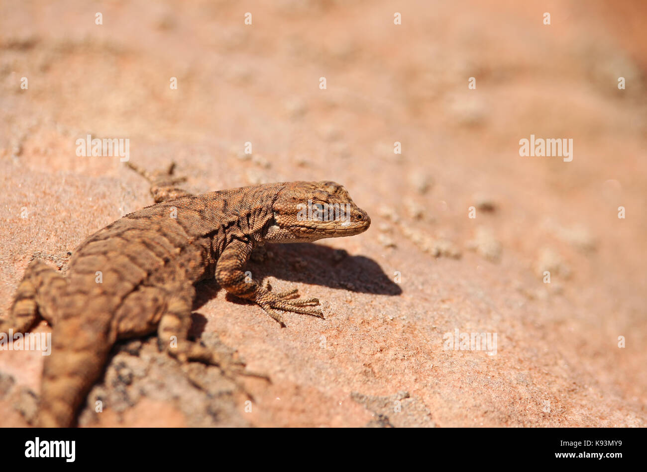 Une clôture lizard s'accroche aux grès du désert de l'Utah. Banque D'Images