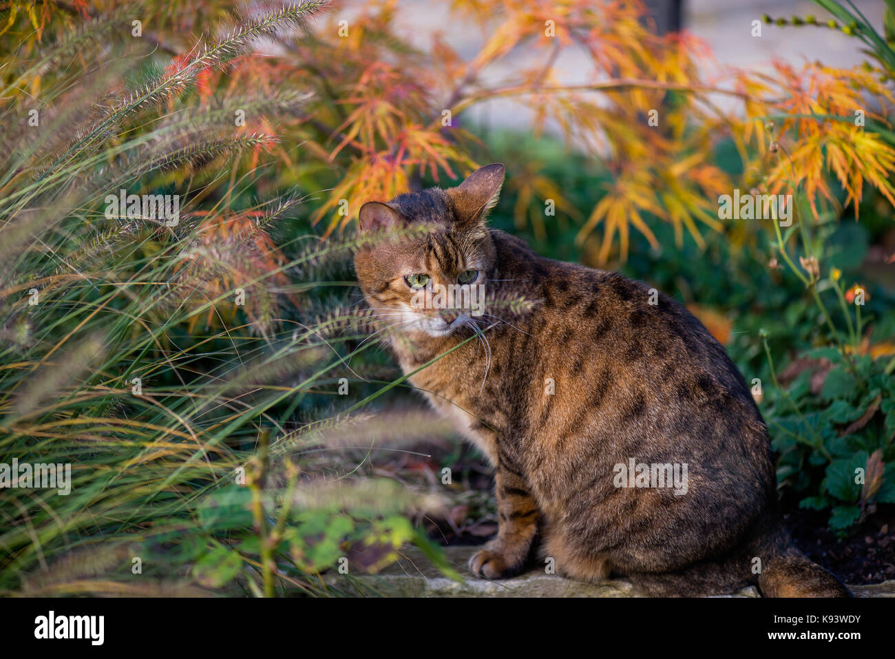 Chat hybride Bengale, Hambourg, Allemagne Banque D'Images