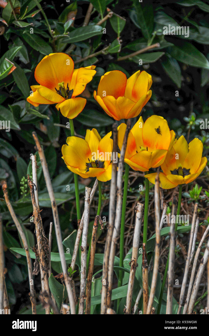 Des fleurs de jardin, les tulipes, Hambourg, Allemagne Banque D'Images