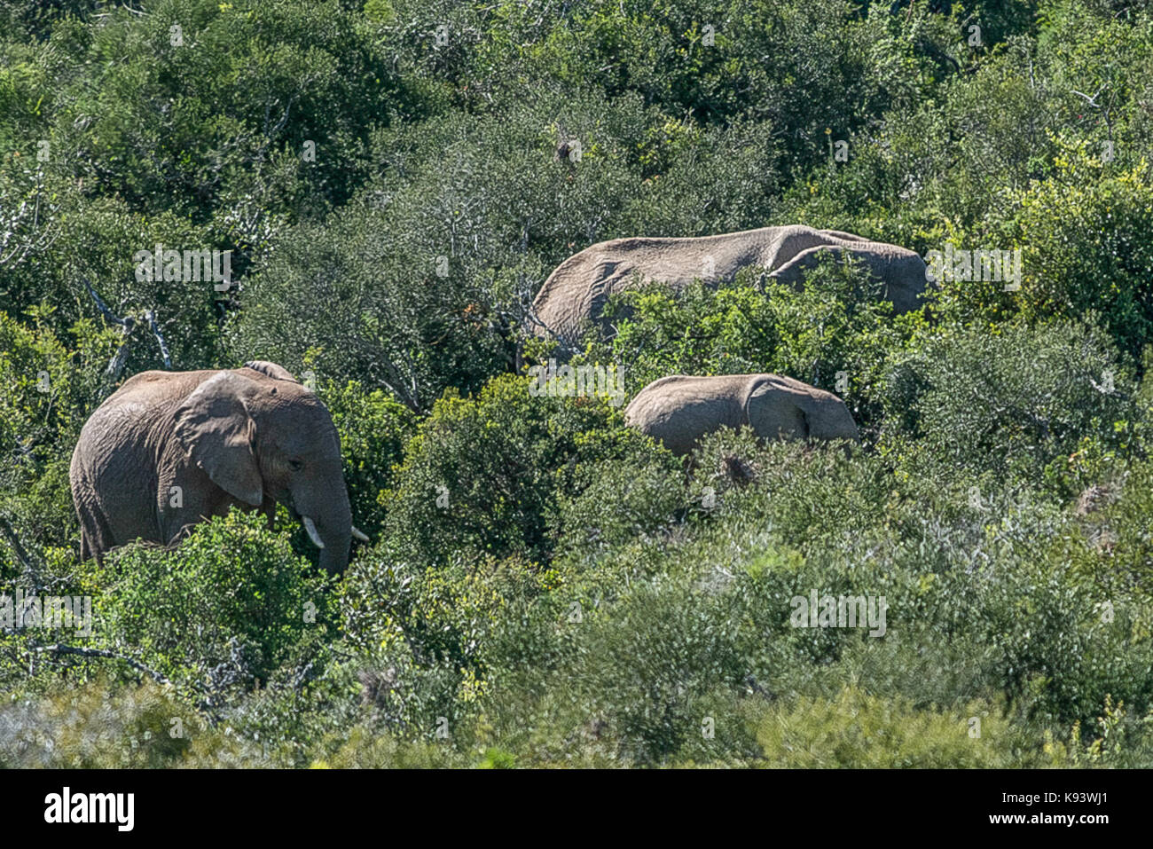 Addo Elephant National Park, Eastern Cape, Afrique du Sud Banque D'Images