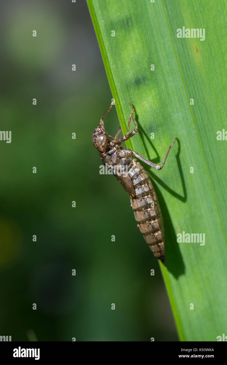 Les insectes de jardin, Hambourg, Allemagne Banque D'Images