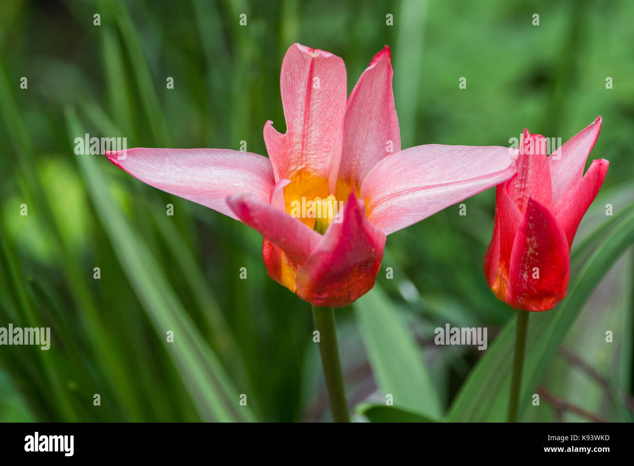 Des fleurs de jardin, les tulipes, Hambourg, Allemagne Banque D'Images