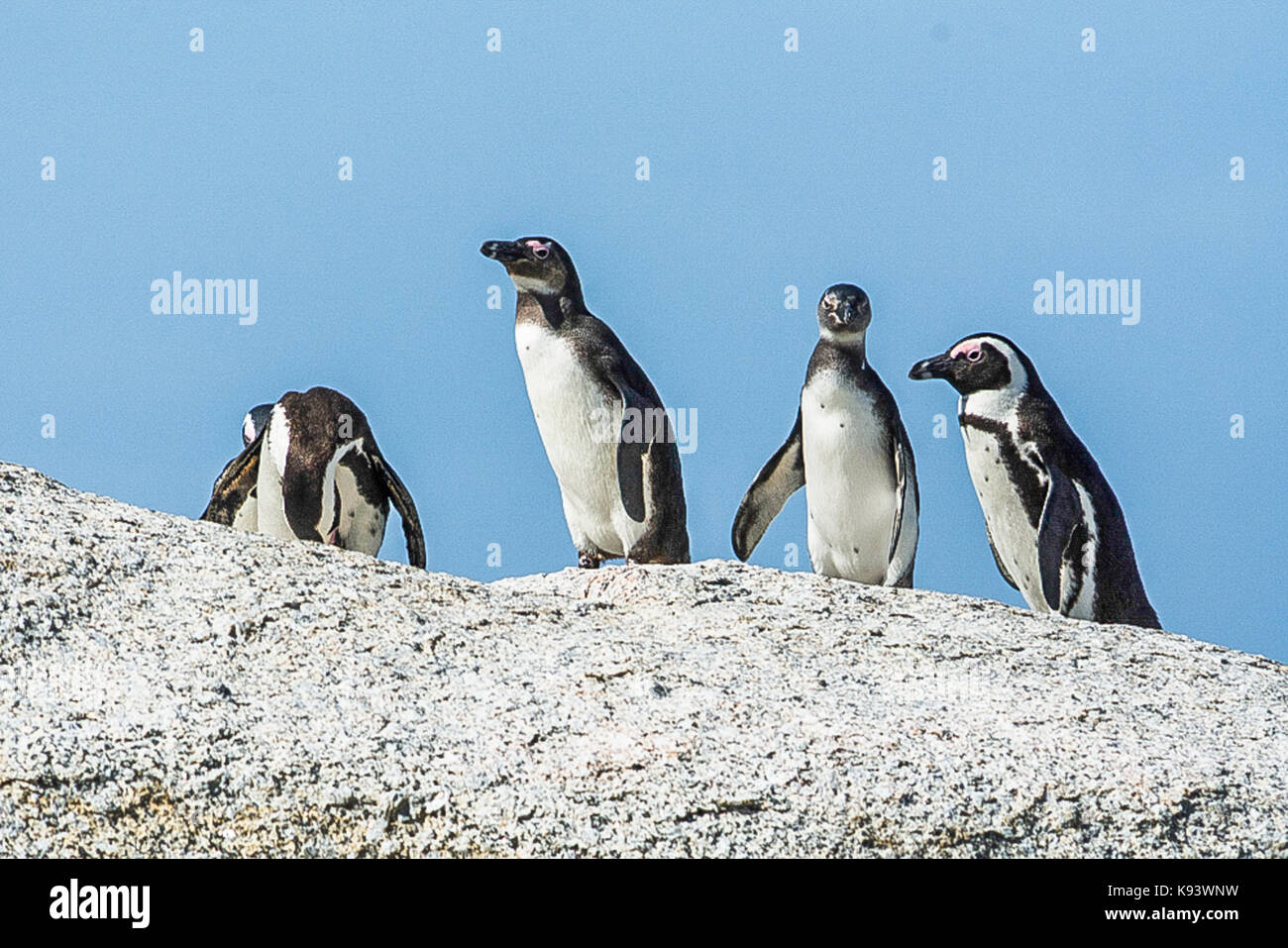 Pingouins africains à Simon's Town, Afrique du Sud Banque D'Images