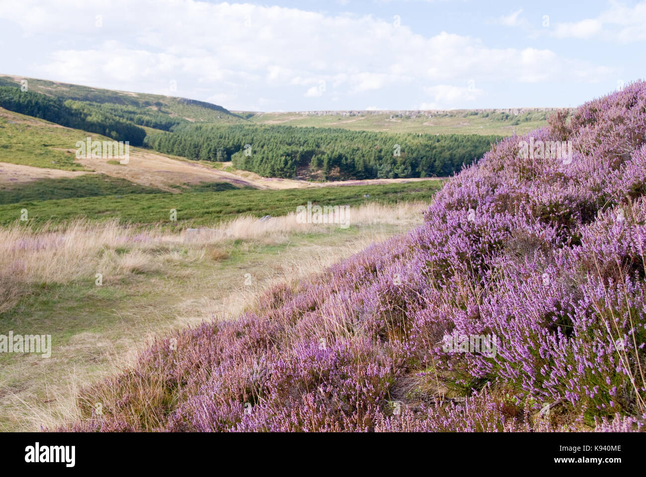 Le Derbyshire, Royaume-Uni : 28 Aug 2014 : Rose bruyères et une lande verte vallée, avec au-delà de la forêt le 28 août sur Hathersage Moor, Peak District Banque D'Images