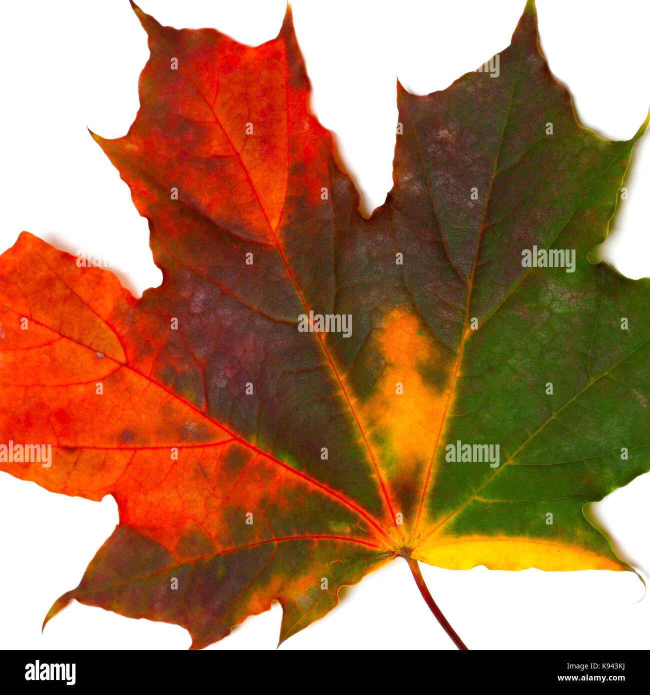 Automne érable multicolores. isolé sur fond blanc.. Banque D'Images