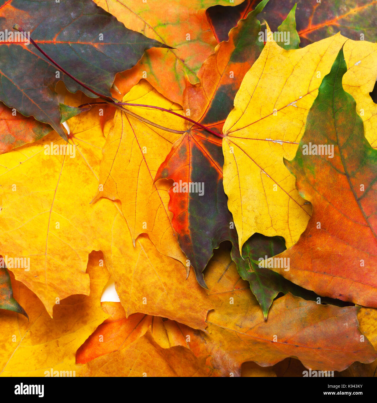Automne feuilles d'érable multicolores. fond naturel. Banque D'Images