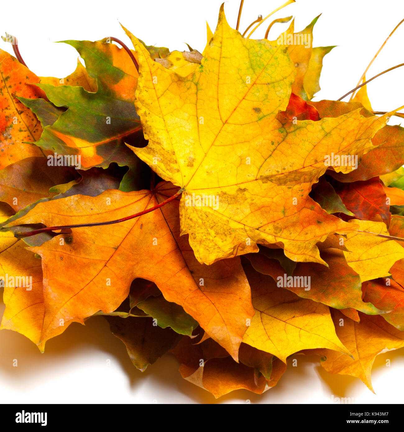 Pile de feuilles d'érable de l'automne sec sur fond blanc Banque D'Images
