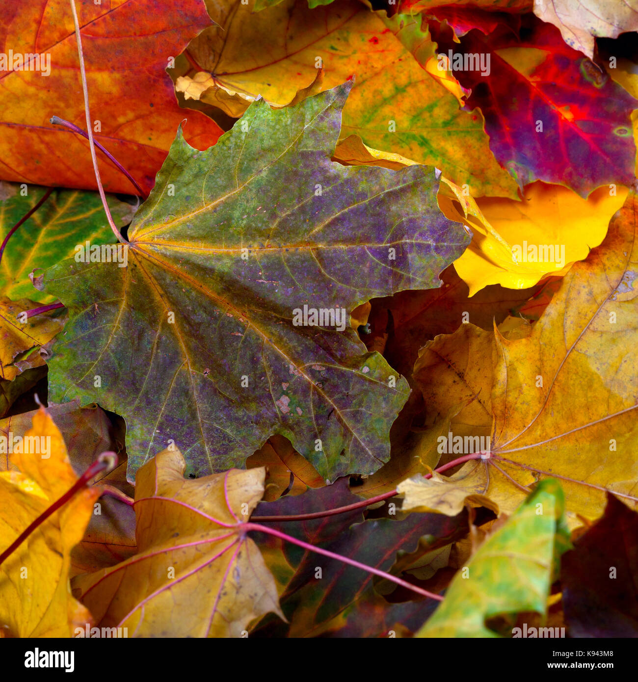 Automne érable sec multicolore-leafs background Banque D'Images