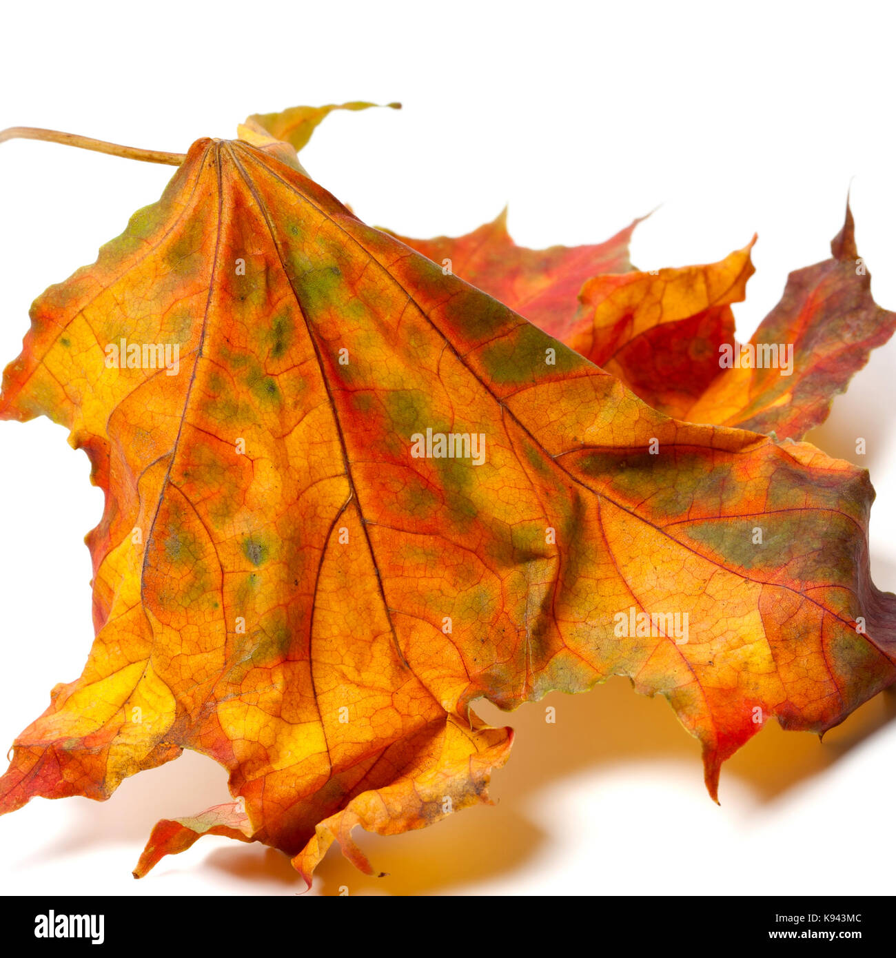 Automne feuilles d'érable isolé sur fond blanc.. Banque D'Images