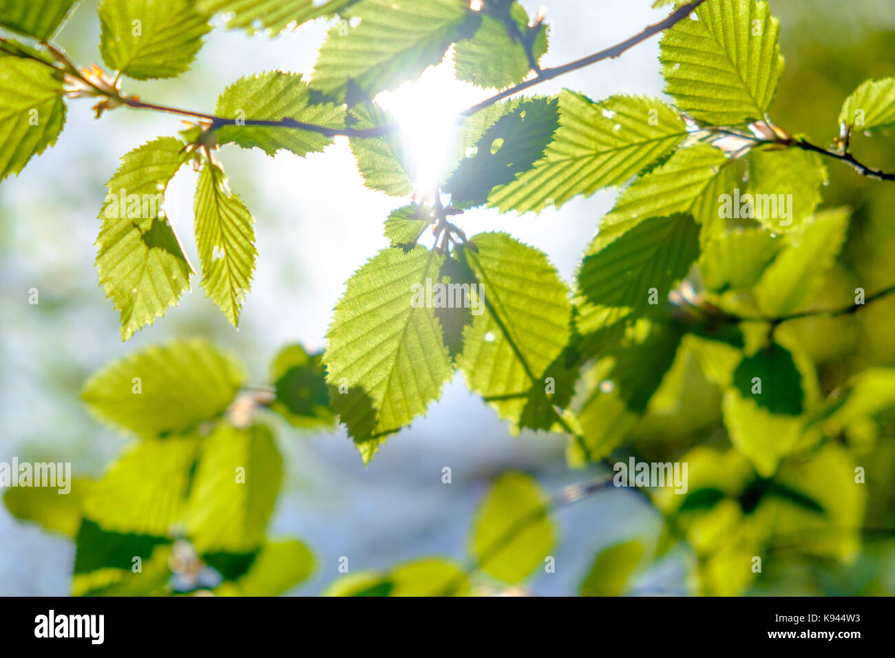 Feuilles vert frais sur un fond de ciel illuminé par le soleil, avec de beaux bokeh. orientation locale Banque D'Images