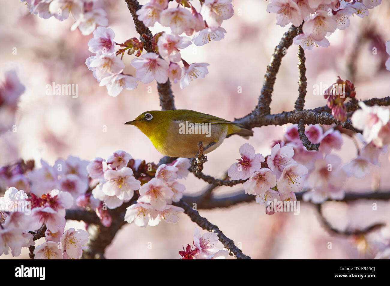 Close up of Japanese white-eye, zosterops japonicus, un oiseau perché parmi les cerisiers en fleurs sur la branche d'un arbre. Banque D'Images
