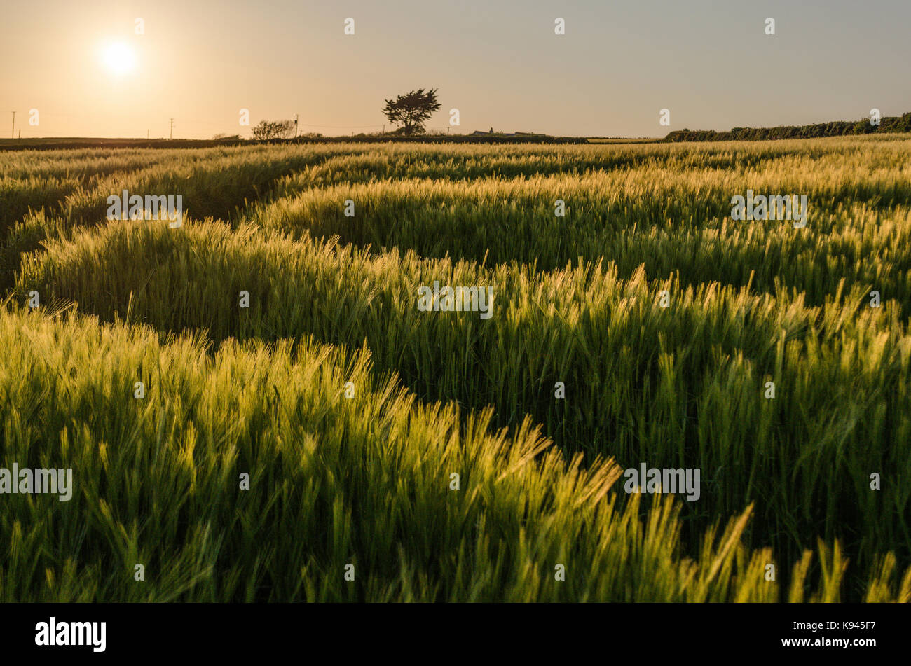 Paysage rural avec vue à travers champs de cultures près de lieu non identifié, Devon au coucher du soleil. Banque D'Images