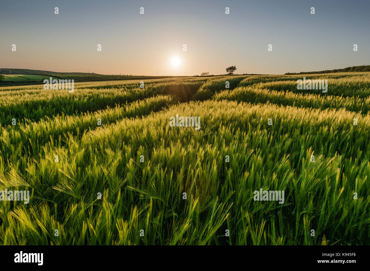 Paysage rural avec vue à travers champs de cultures près de lieu non identifié, Devon au coucher du soleil. Banque D'Images