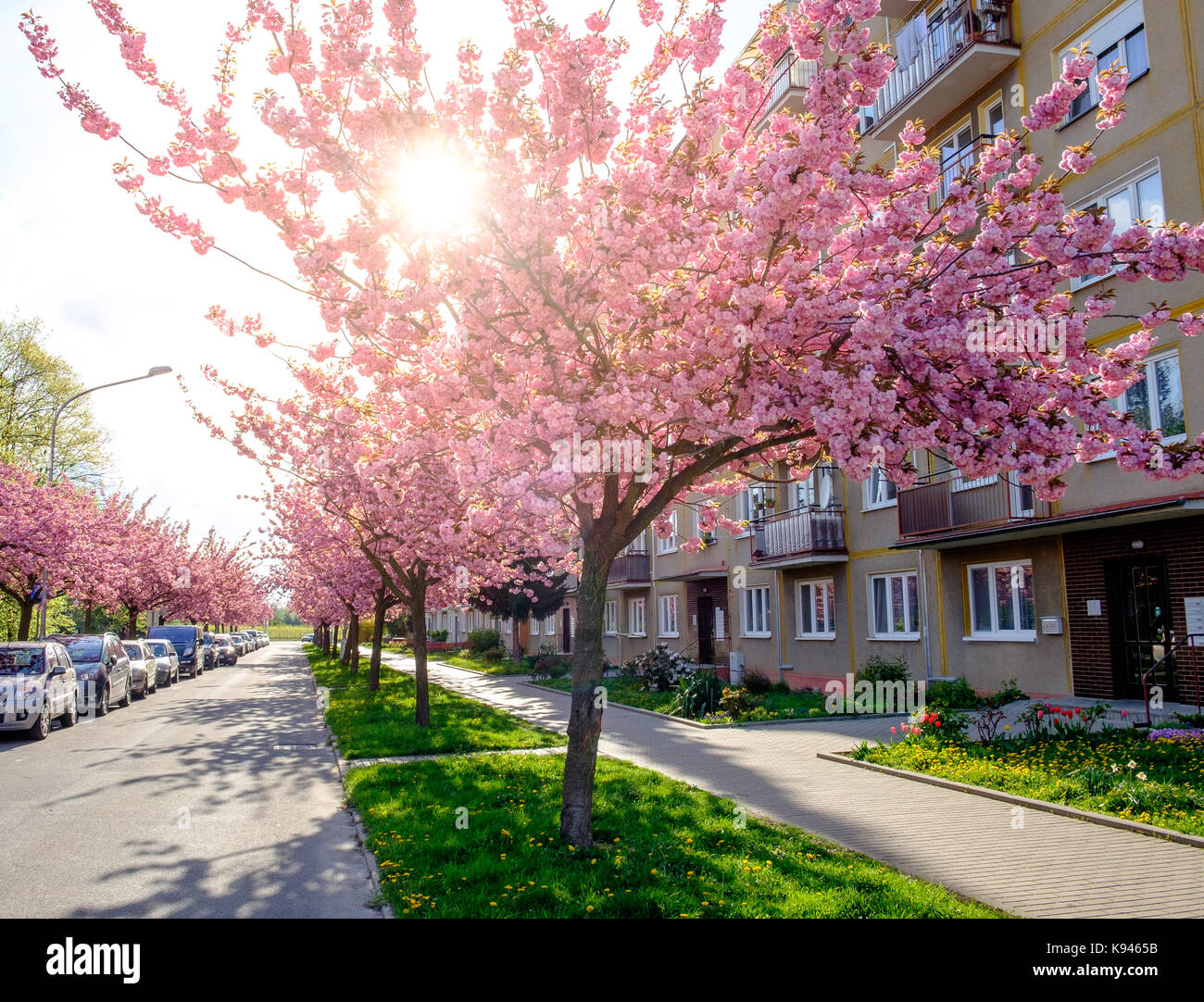 Blok de Flat avec cerisiers en fleurs, République tchèque Banque D'Images