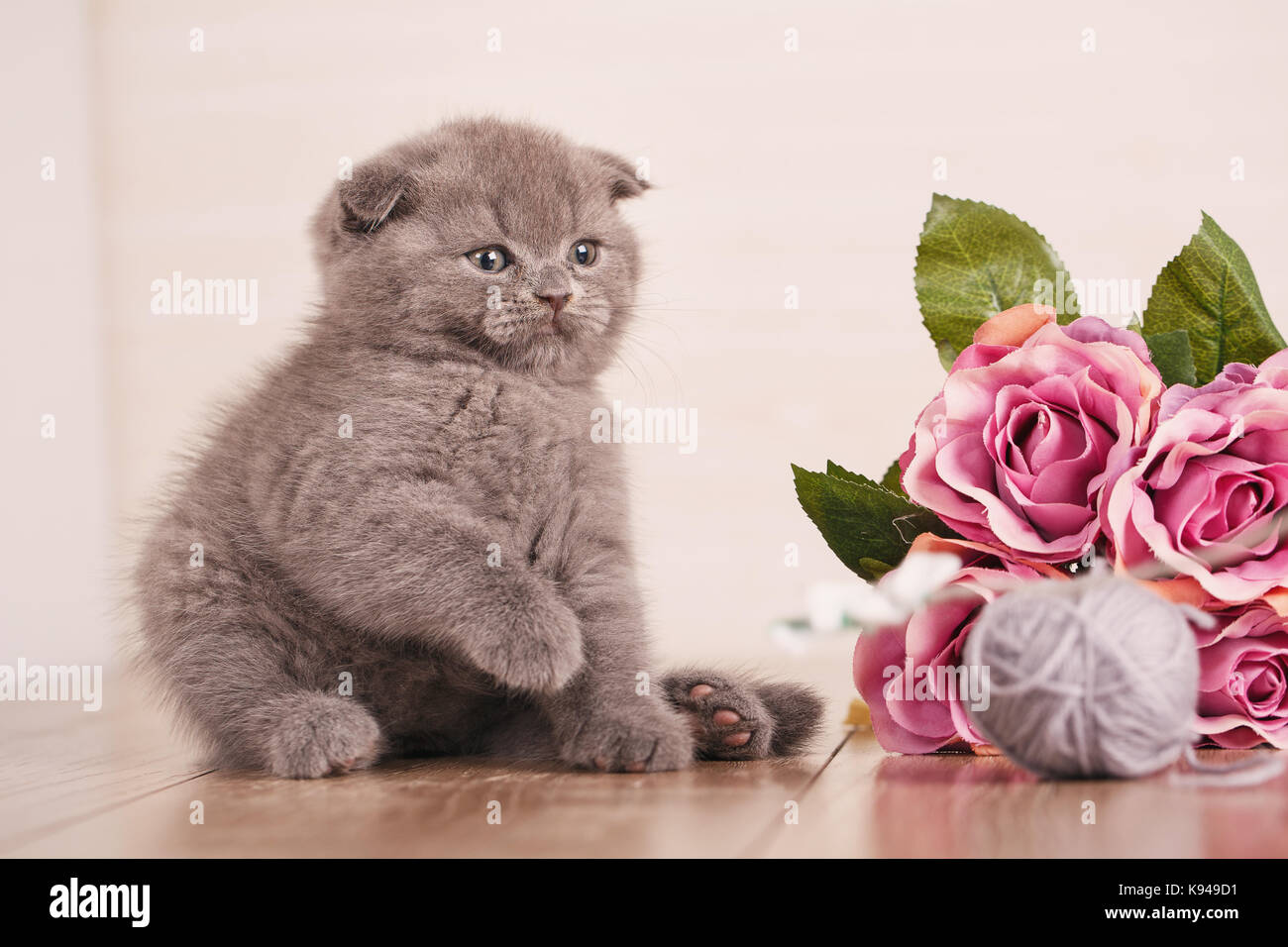 Chat. un chaton est le jeu. Jeu avec des fleurs. Banque D'Images