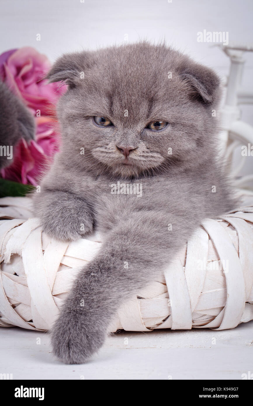 Portrait D Un Chaton Ecossais Gris Avec Des Yeux Bleus Photo Stock Alamy Portrait D Un Chaton Ecossais Gris Avec Des Yeux Bleus Photo Stock Alamy