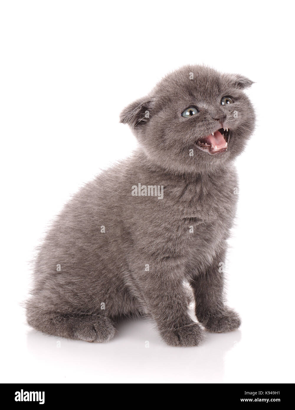 Chat Scottish Fold gris siège sur fond blanc avec la bouche ouverte. un chaton espiègle. Banque D'Images