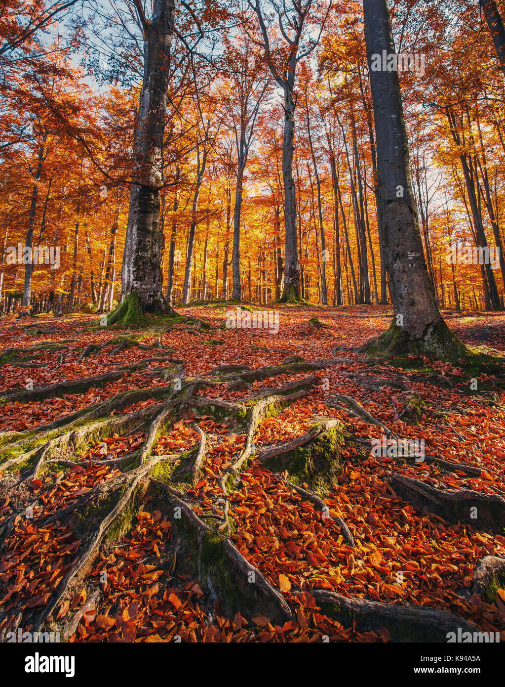 Paysage avec la forêt d'automne. de fortes racines des vieux arbres. Banque D'Images