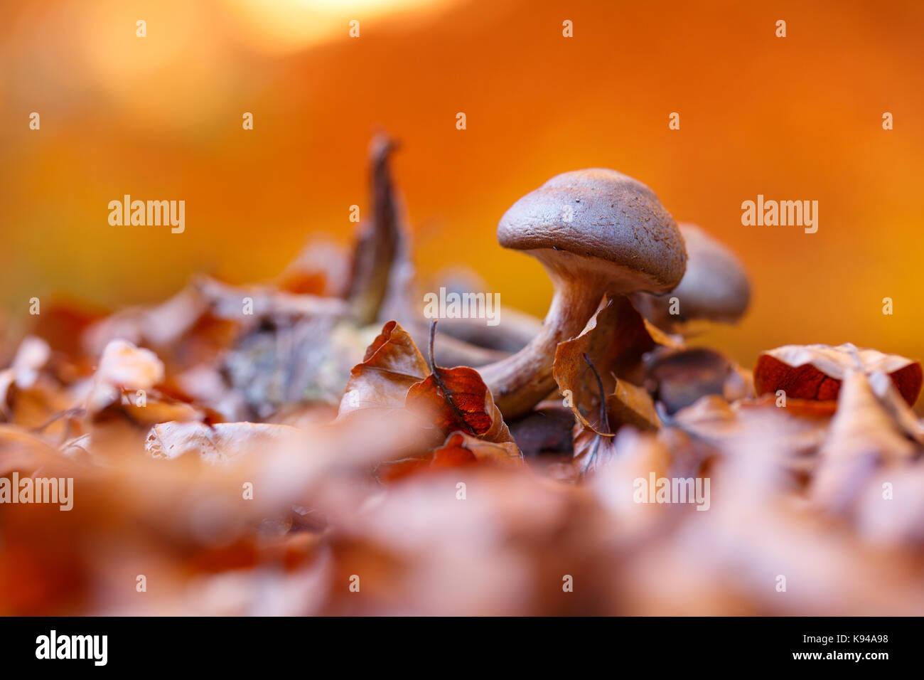 Dans les feuilles d'automne champignons secs gros plan Banque D'Images