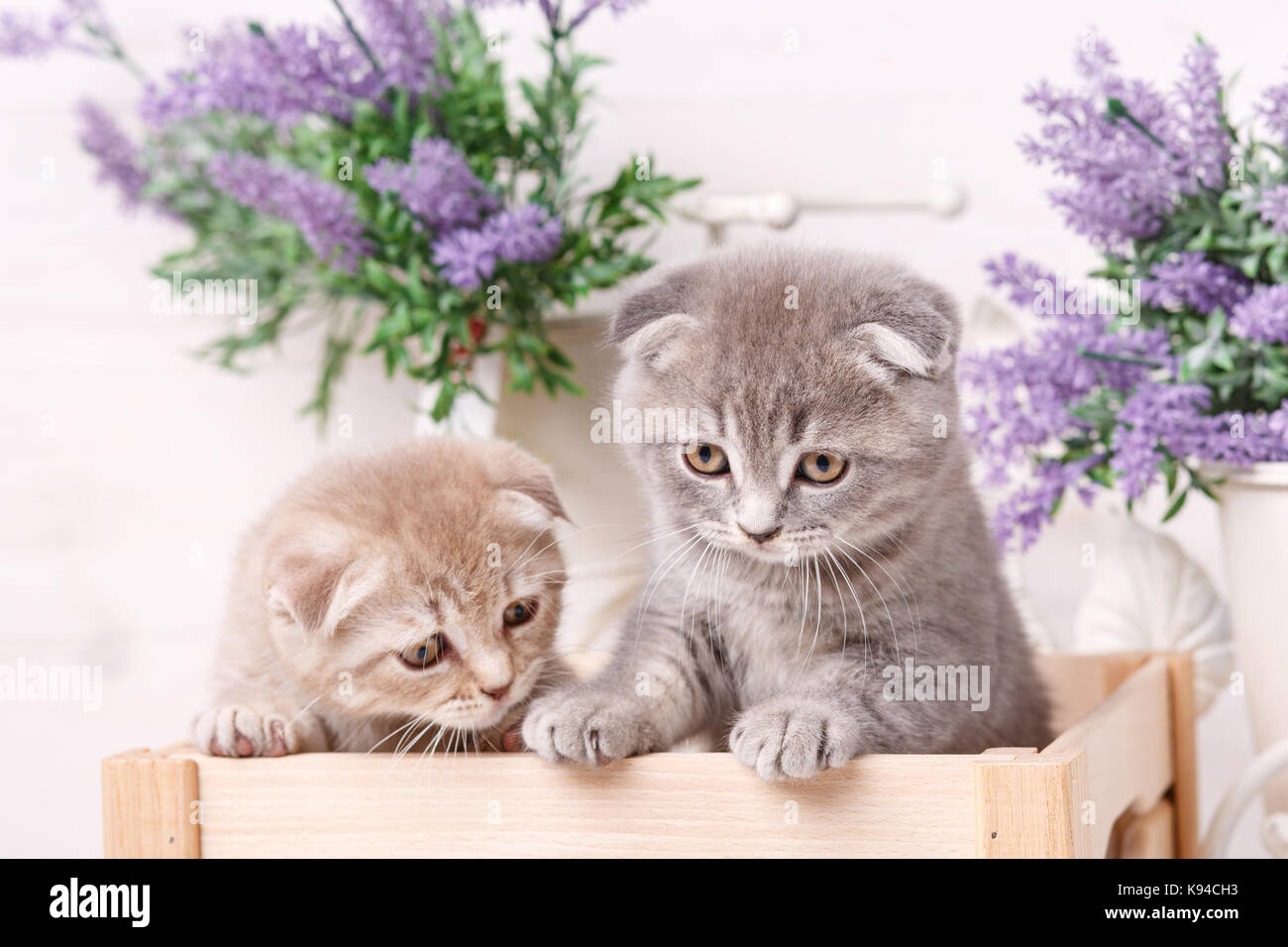 Portrait de deux chatons écossais qui veulent sortir d'une boîte en bois. Banque D'Images