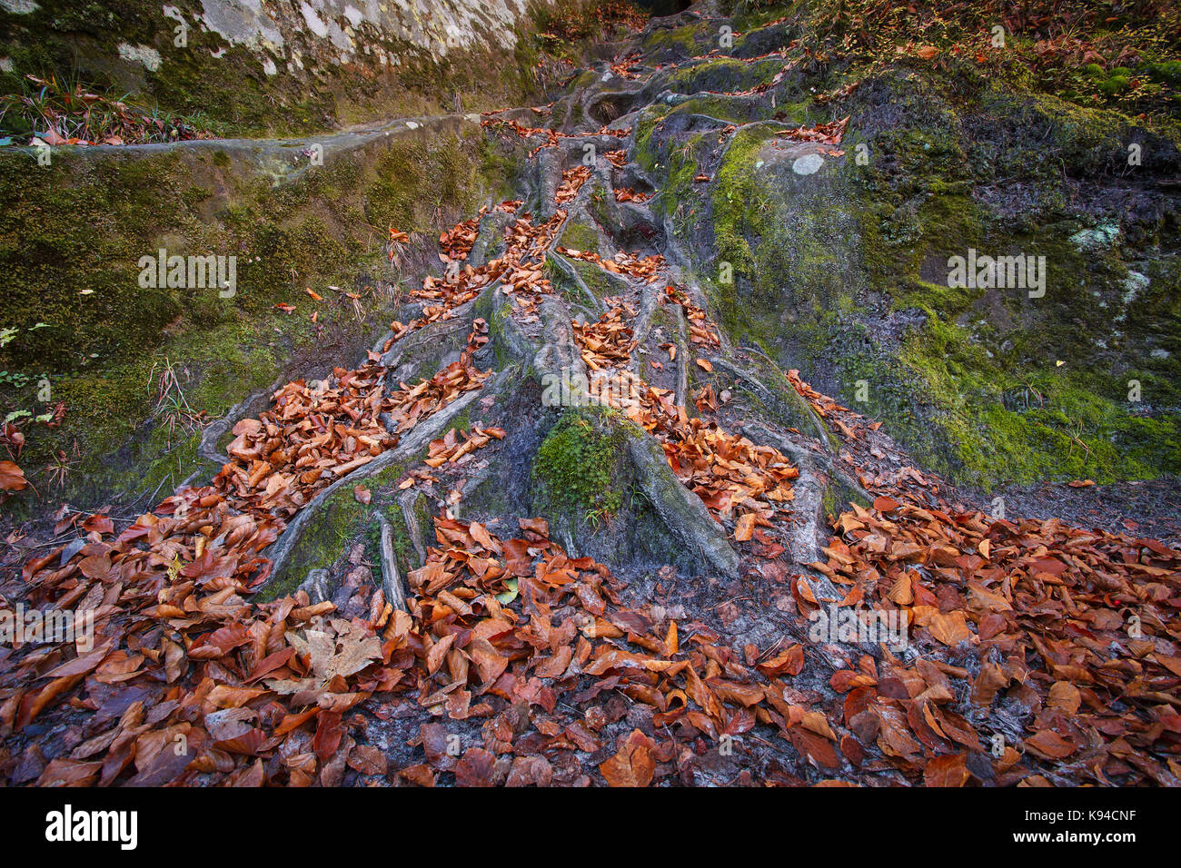 Paysage avec la forêt d'automne. de fortes racines des vieux arbres. Banque D'Images