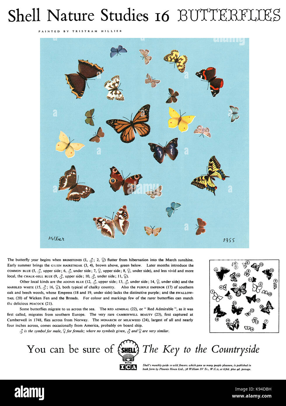 1956 La publicité pour l'essence Shell, Shell et comprennent des études de la nature numéro 16 : Les papillons. Illustration par Tristram Hillier. Banque D'Images
