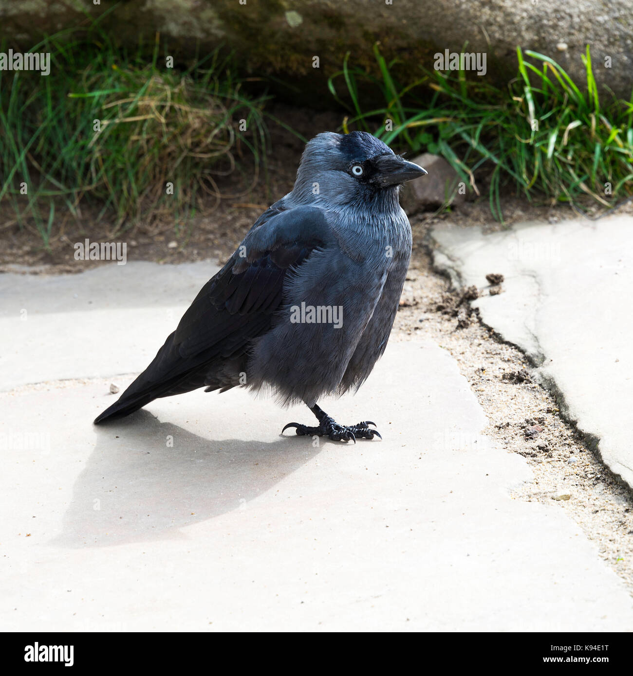 Un beau Western Jackdaw à la nourriture à Brimham Rocks Campsites Canet-en-Roussillon près de Yorkshire Angleterre Royaume-Uni UK Banque D'Images