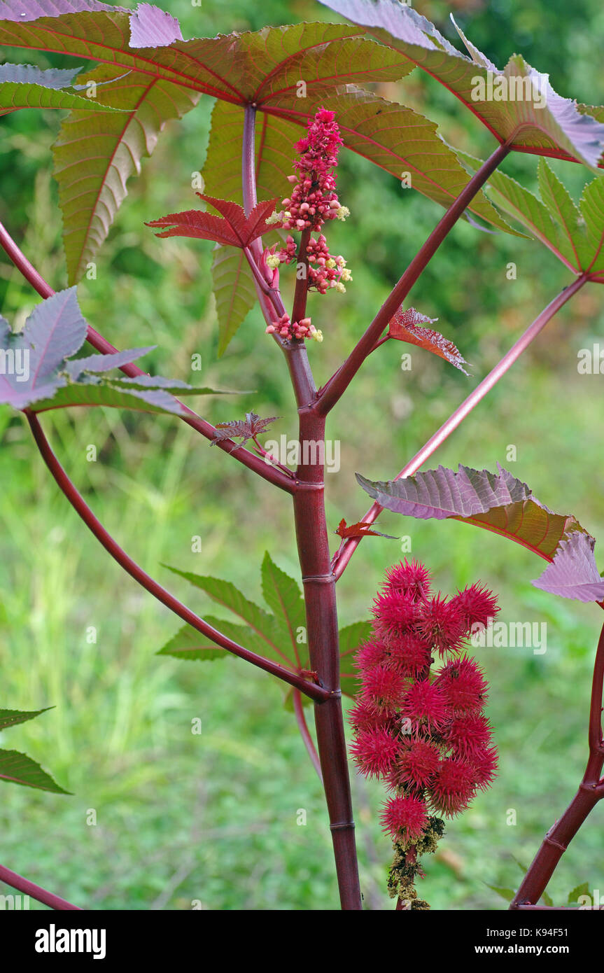 Ricinus communis, le ricin ou castorbean-plante, la floraison,famille des Euphorbiaceae Banque D'Images