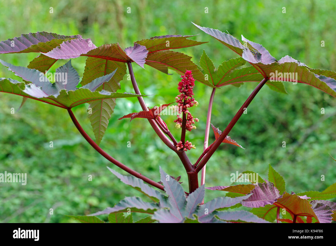 Ricinus communis, le ricin ou castorbean-plante, la floraison,famille des Euphorbiaceae Banque D'Images