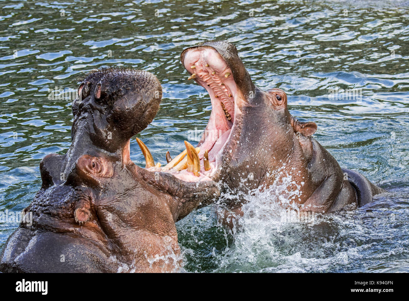 La lutte contre l'hippopotame / hippos (Hippopotamus amphibius) dans le lac montrant d'énormes dents et de grandes défenses canine dans la bouche grande ouverte Banque D'Images