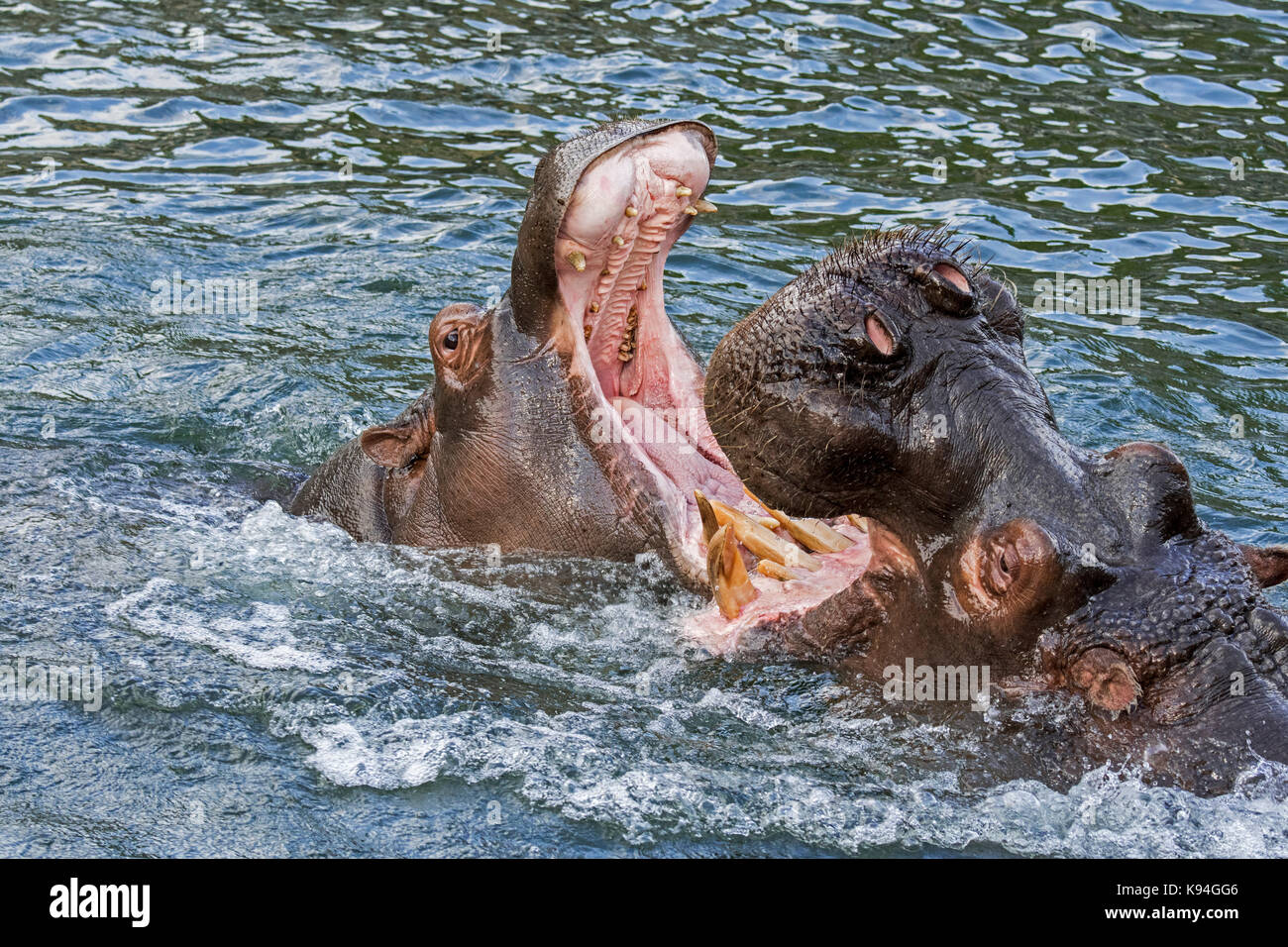 La lutte contre l'hippopotame / hippos (Hippopotamus amphibius) dans le lac montrant d'énormes dents et de grandes défenses canine dans la bouche grande ouverte Banque D'Images