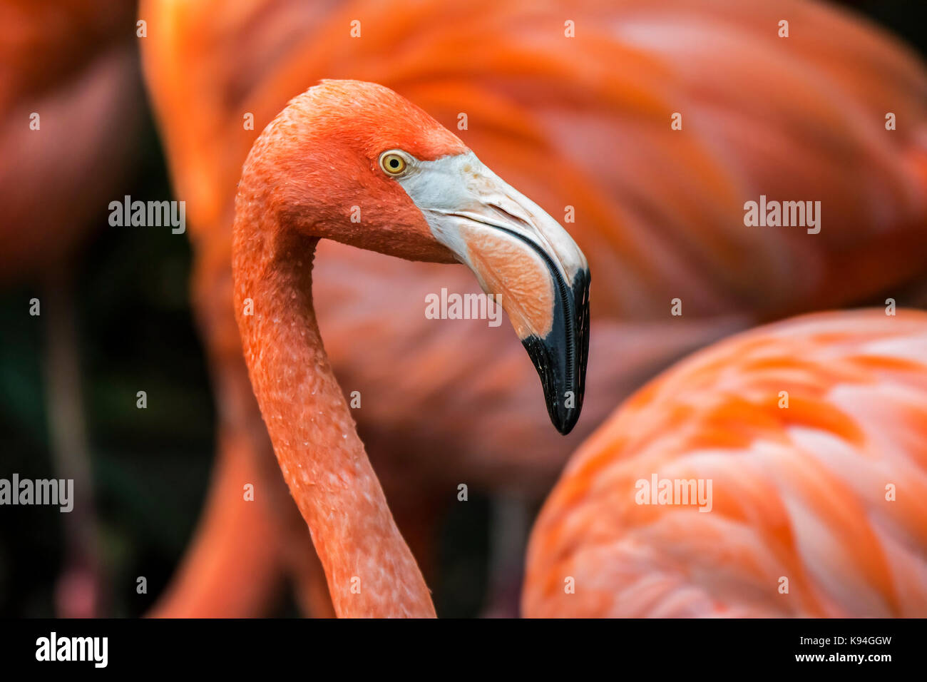 Flamants d'Amérique / flamants des Caraïbes (Phoenicopterus ruber) gros plan de la tête et de bec entre autres flamants d'Amérique en troupeau Banque D'Images