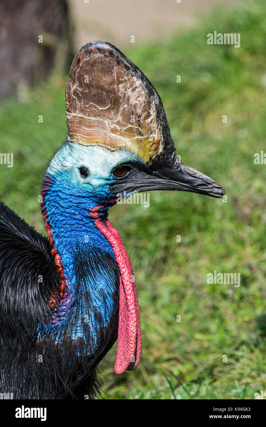 Casoar sud / double-réorganisation / casoar casoar (casuarius casuarius australienne) originaire de l'Indonésie, la nouvelle Guinée et le nord-est de l'Australie Banque D'Images