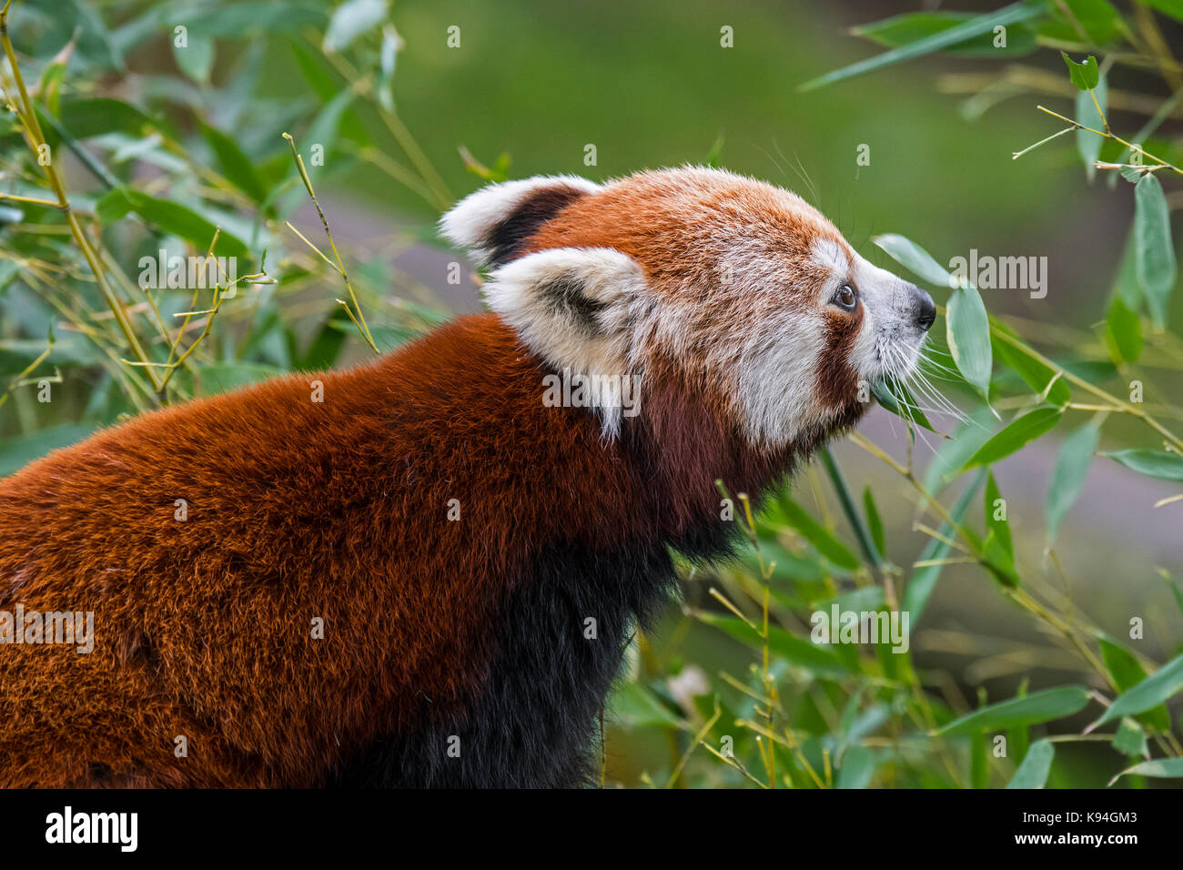 Le panda rouge / petit panda (Ailurus fulgens) manger des feuilles de bambou, originaire de l'Himalaya oriental et le sud-ouest de la Chine Banque D'Images