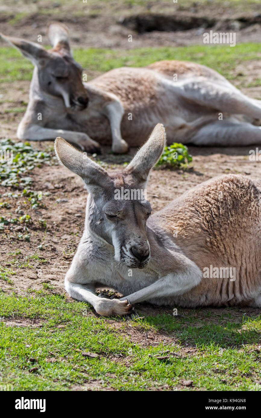 Deux kangourous rouges Macropus rufus (repos), originaire de l'Australie Banque D'Images