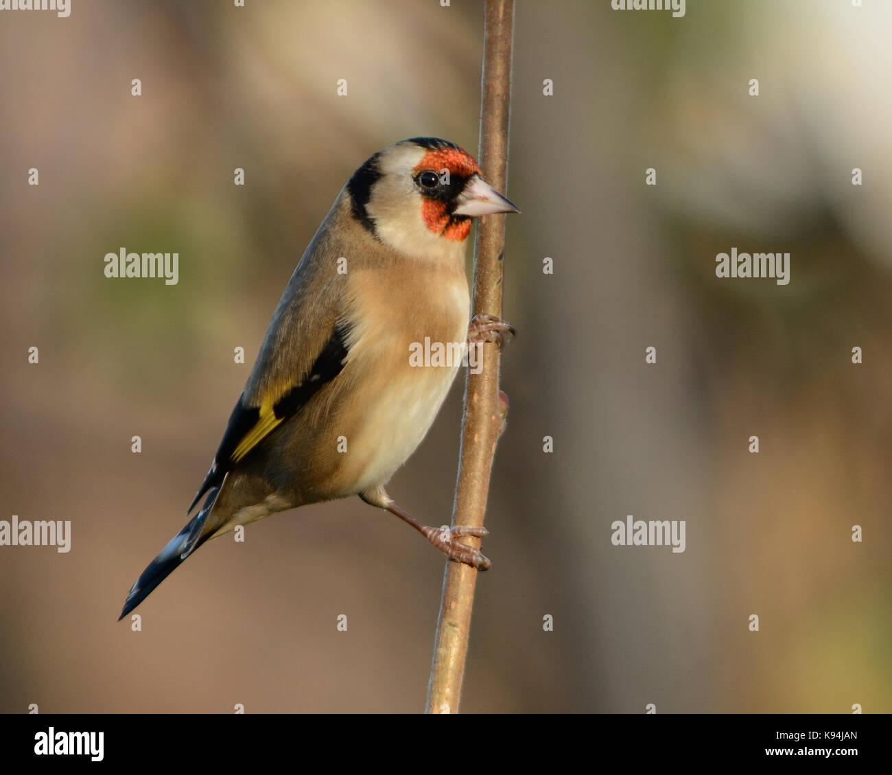 Chardonneret élégant jardin commun sur la photo d'oiseaux dans un parc naturel de la lumière du soleil pommelé en angleterre Banque D'Images