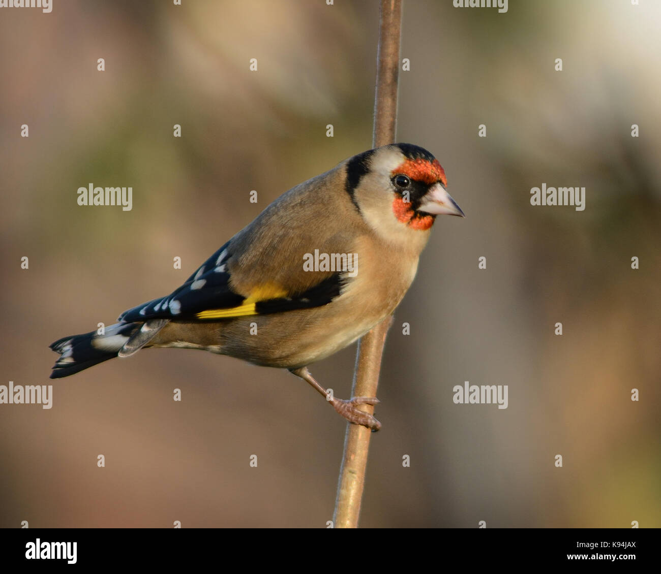 Chardonneret élégant jardin commun sur la photo d'oiseaux dans un parc naturel de la lumière du soleil pommelé en angleterre Banque D'Images