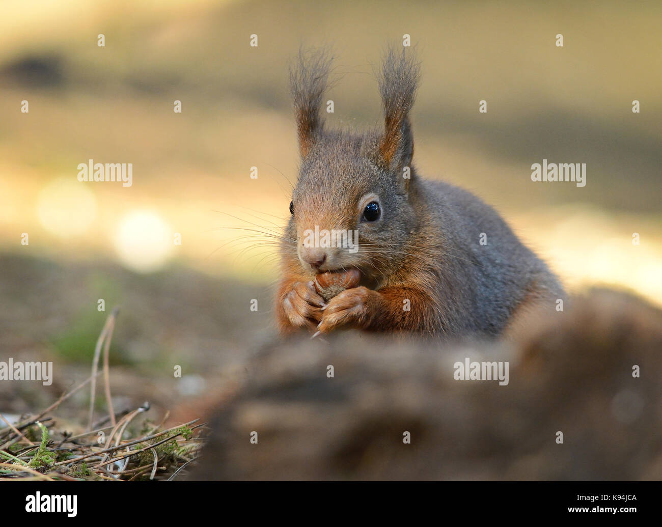 Fermer voir portrait d'un écureuil d'eurasie dans leur environnement naturel d'un pin bois forêt tenant une nourriture naturelle l'écrou de noisette Banque D'Images