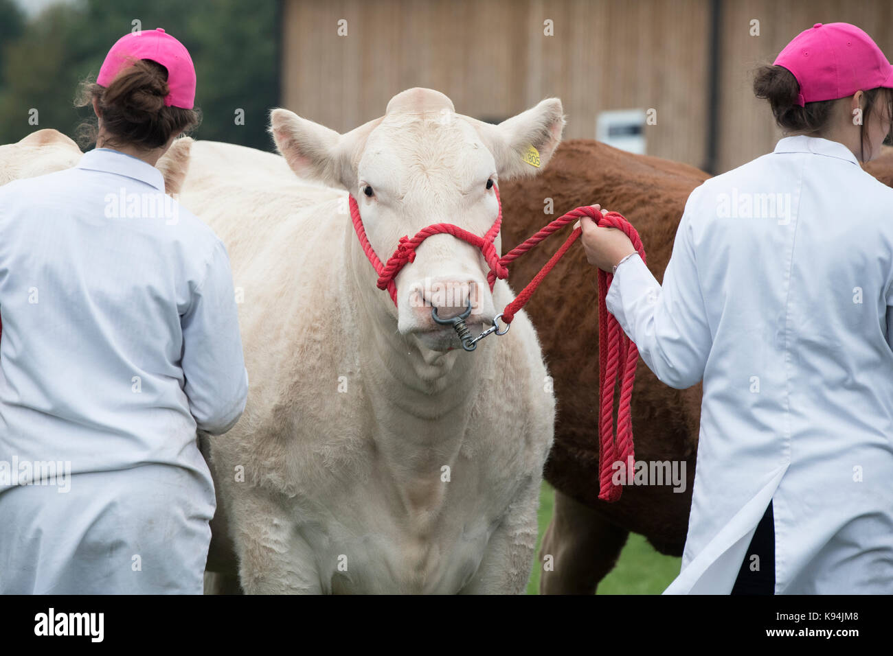 Taureaux Charolais montrant les agriculteurs au Royal County of Berkshire show. Newbury, Berkshire. UK Banque D'Images