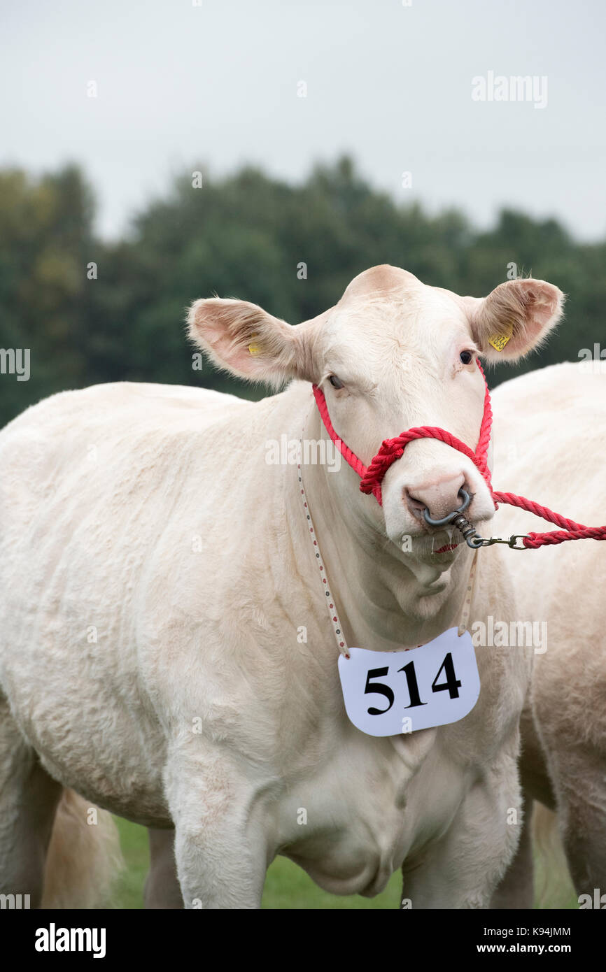 Taureau Charolais beeb illustré au Royal County of Berkshire show. Newbury, Berkshire. UK Banque D'Images